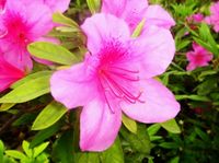 AZALIA JAPOŃSKA RÓŻOWA 30 / 50 CM