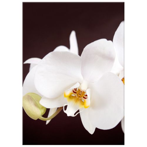 Obraz Na Płótnie 50X70 Piękny Storczyk na Arena.pl