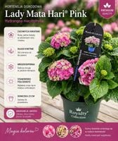 Hortensja Lady Mata Hari Pink - elegancja w odcieniach różu