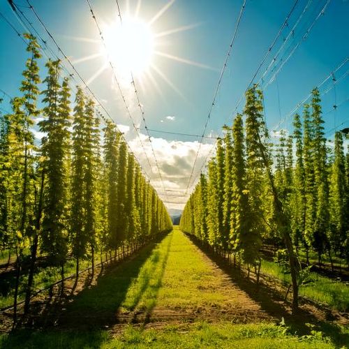 Chmiel goryczkowy Magnum 30g - granulat T-90 2024 na Arena.pl