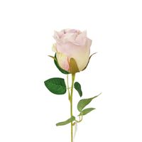 Róża pojedyncza jasno fioletowa