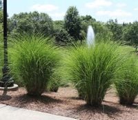 MISKANT CHIŃSKI GRACILLIMUS w Doniczce P9 Trawa ozdobna szybkorosnąca