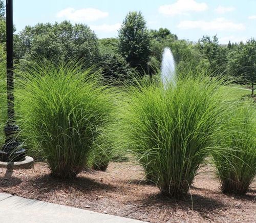 MISKANT CHIŃSKI GRACILLIMUS w Doniczce P9 Trawa ozdobna szybkorosnąca na Arena.pl