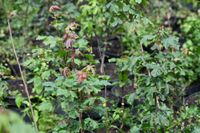 Klon polny - Acer campestre