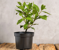 Laurowiśnia Wschodnia NOVITA 10-30cm Krzew Na Niski Żywopłot