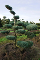 BONSAI Modrzew Wąż - sadzonki 120 / 160 cm