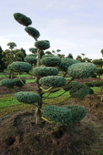 BONSAI Modrzew Wąż - sadzonki 120 / 160 cm