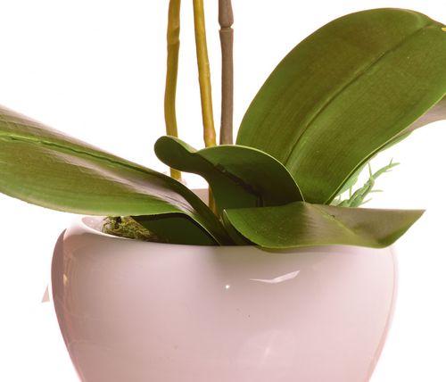 Storczyk w ceramicznej donicy na Arena.pl