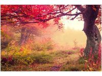 60X40CM JESIENNY KRAJOBRAZ OBRAZ