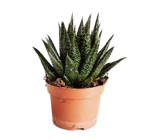 GASTERIA   20cm na Arena.pl