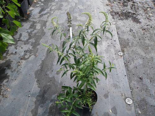 Budleja biała White Profusion C2 na Arena.pl