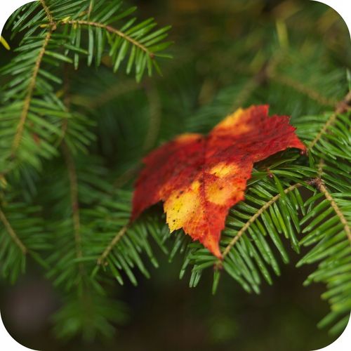 FLOROVIT NAWÓZ JESIENNY DO IGLAKÓW 4KG na Arena.pl