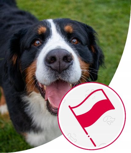 Karma dla Psa Mięso Mrożone Wołowe Bez Kości Surowe Świeże AS 10 kg BARF na Arena.pl