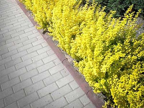 Berberys Thunberga Maria ® P9 E na Arena.pl