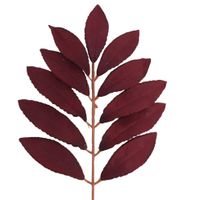 Liść laurowy bordowy 12 szt