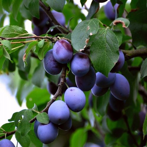 SADZONKI DRZEWKA OWOCOWE ŚLIWA WĘGIERKA ZWYKŁA SAMOPYLNA ODMIANA na Arena.pl