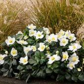 Ciemiernik biały 'Christmas Carol' Róża Bożego Narodzenia Helleborus niger