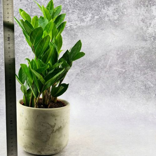 Zamioculcas Zamiokulkas zamiifolia ROŚNIE WSZĘDZIE W ZIMOWYM OPAKOWANIU na Arena.pl