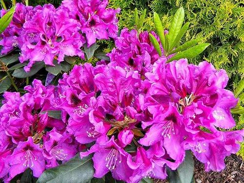 Różanecznik Rasputin 3-letni C3 na Arena.pl