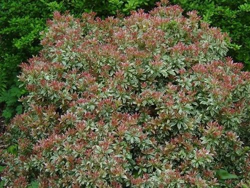 Pieris japoński LITTLE HEATH Czerwone przyrosty Zimozielony Sadzonki C3 na Arena.pl