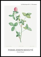 Plakat 50x70cm Design Clover Flower, Redoute Vintage do Salonu