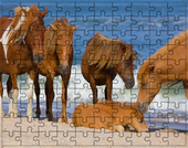 Puzzle Konie
