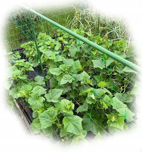 Tyczka Podpora Palik do Pomidorów Roślin Kwiatów 1,1 x 150 cm 10 szt na Arena.pl