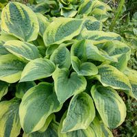 product-compare-57838549