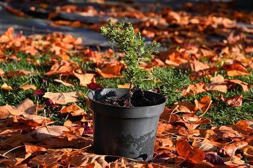 Jałowiec chiński Shimpaku - Juniperus chinensis 0040 na Arena.pl