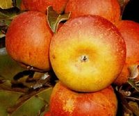 JABŁOŃ KOKSA POMARAŃCZOWA SMAK GRUSZY