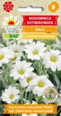 Rogownica kutnerowata biała bylina nasiona 0,2 g