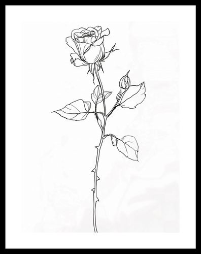 Plakat 30x40cm Kontur Róży na Arena.pl