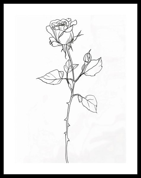 Plakat 30x40cm Kontur Róży zdjęcie 3