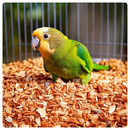 PODŁOŻE ZRĘBKI BUKOWE DREWIENKA DO KLATKA DLA PAPUG PTAKÓW na Arena.pl