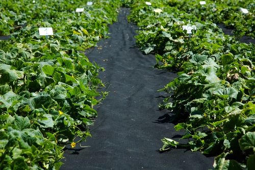 AGROWŁÓKNINA UV P-150G/M2 1,6x10m CZARNA GRUBA na Arena.pl