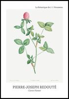 Plakat 70x100cm Design Clover Flower, Redoute Vintage do Salonu