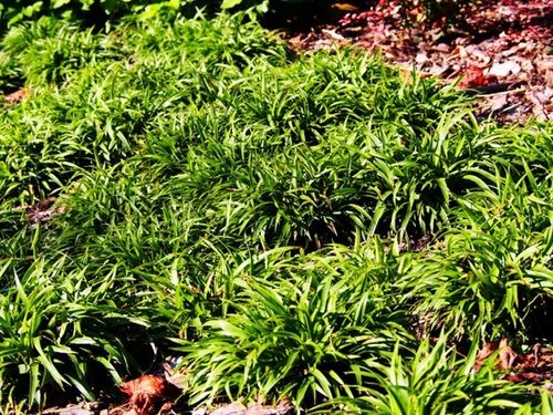 Kosmatka owłosiona IGEL Luzula Trawa do cienia Sadzonki w doniczkach na Arena.pl