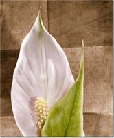 product-compare-58656553