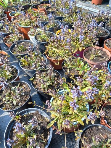 Dąbrówka rozłogowa wąskolistna rabata bylina na Arena.pl