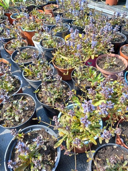 Dąbrówka rozłogowa wąskolistna rabata bylina zdjęcie 4