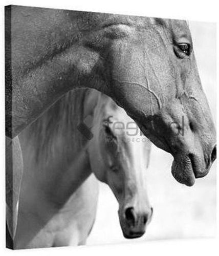 Obraz na płótnie - Canvas, Konie 60x60 na Arena.pl