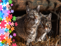 Puzzle tradycyjne Zwierzęta - Koty