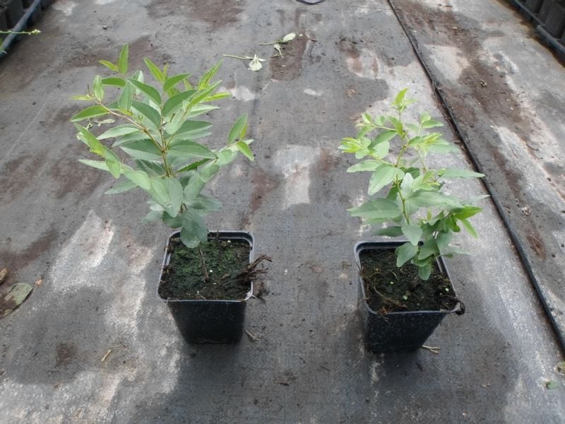 Jujuba głożyna pospolita daktyle P9 zdjęcie 6