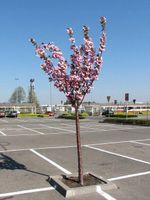 ŚLIWA PISARDII szczepiona na pniu -28c - sadzonki 160 / 180 cm