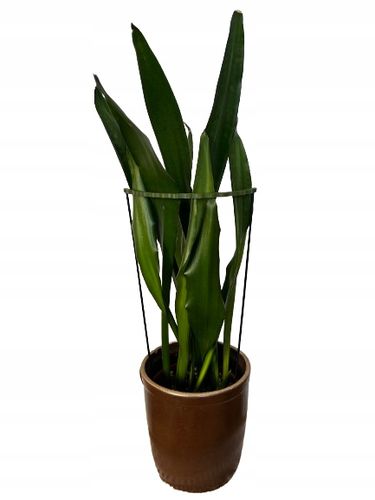 Podpórki do roślin kwiatów podpora podpórka obejma RING ŁĄCZONY 2w1 L 50/21 na Arena.pl