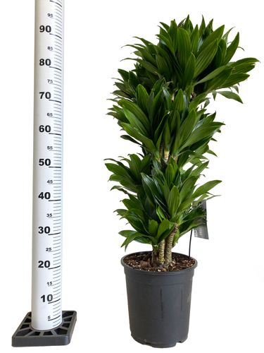Dracena COMPACTA 90 cm na Arena.pl