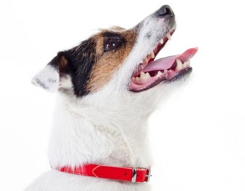 Czerwona obroża dla psa ze skóry bydlęcej podszytej filcem - Dingo 1cm/27cm na Arena.pl