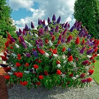 product-compare-61669155