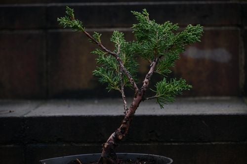 Jałowiec chiński Shimpaku - Juniperus chinensis 0062 na Arena.pl