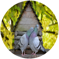 Opłatek na tort Gołębie